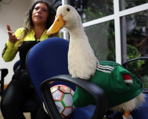 Merlín el pato, vedado del estadio por el reglamento de la FIFA